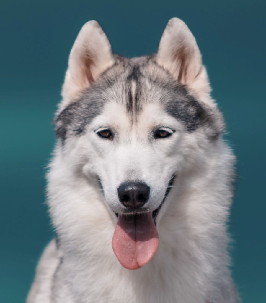 Photo of Airwild's Grace Kelly