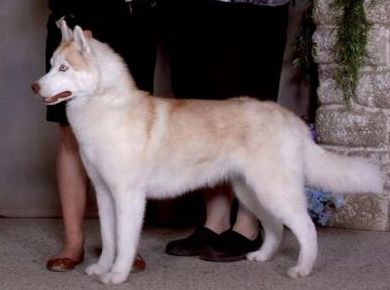 Photo of Aurorabalto’s Silk Spector