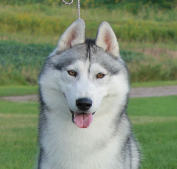 Photo of Echoing Wind’s King of Wishful Thinking