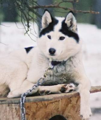 Photo of Alaskan’s Jumper Of Anadyr