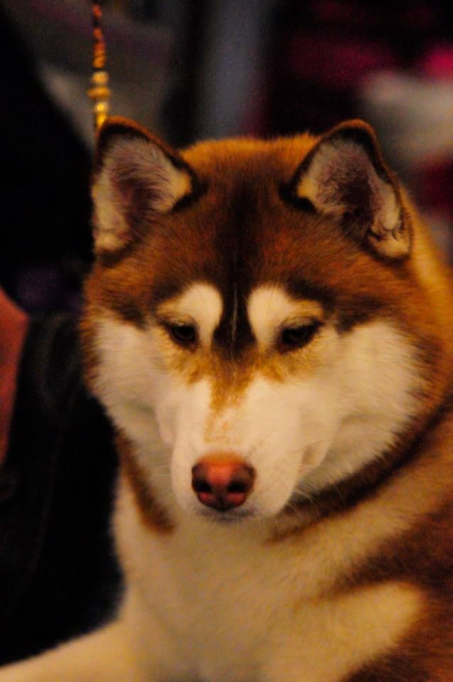 Photo of Kuvuk’s Warrior Princess