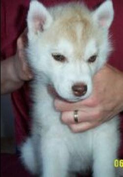 Photo of Sunuryk's Luxuria
