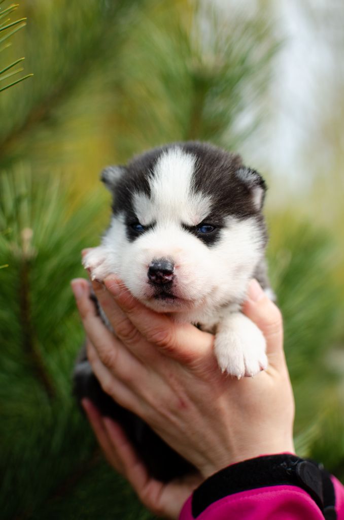 Photo of Wolf Leader Epic of Wildheart