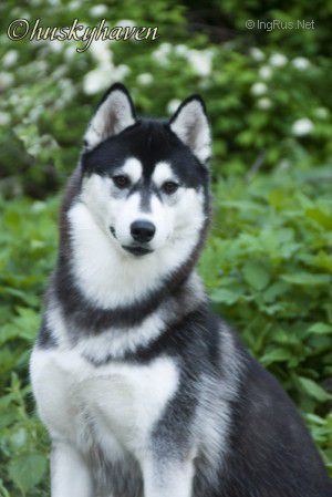 Photo of Husky Haven Black Chocolate Bar