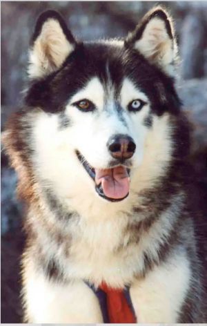 Photo of Yunker