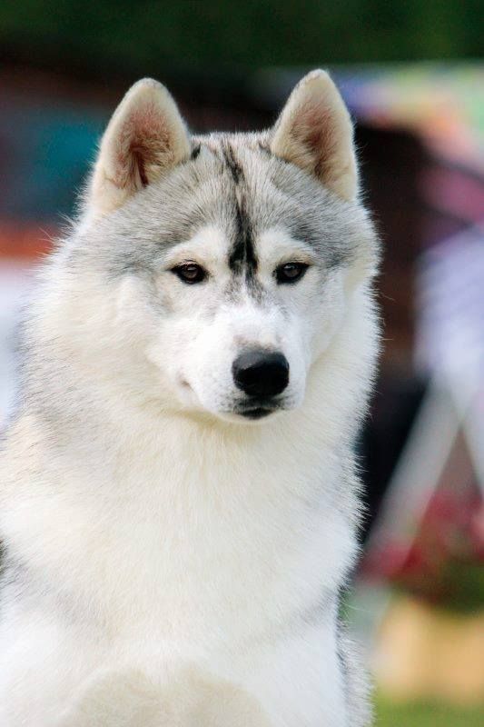 Photo of Frosty-Champions Ediz Bright