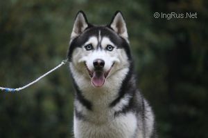 Photo of Actual Dog Yaroslav Mudrii