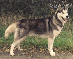 Photo of Blondie Polarni Express