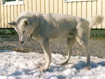 Photo of Arctic Soul Ganon