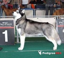 Photo of Snow Galaxy Lunar Night Diplomat