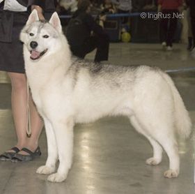Photo of Husky Haven Estimation Of Success
