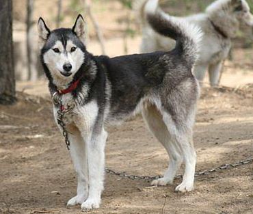 Photo of Alaskan’s Olena Of Anadyr