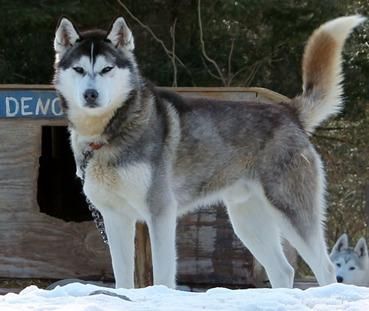 Photo of Kelim’s Deno of Manitou