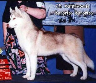 Photo of Aatukwoods Surprise Surprise