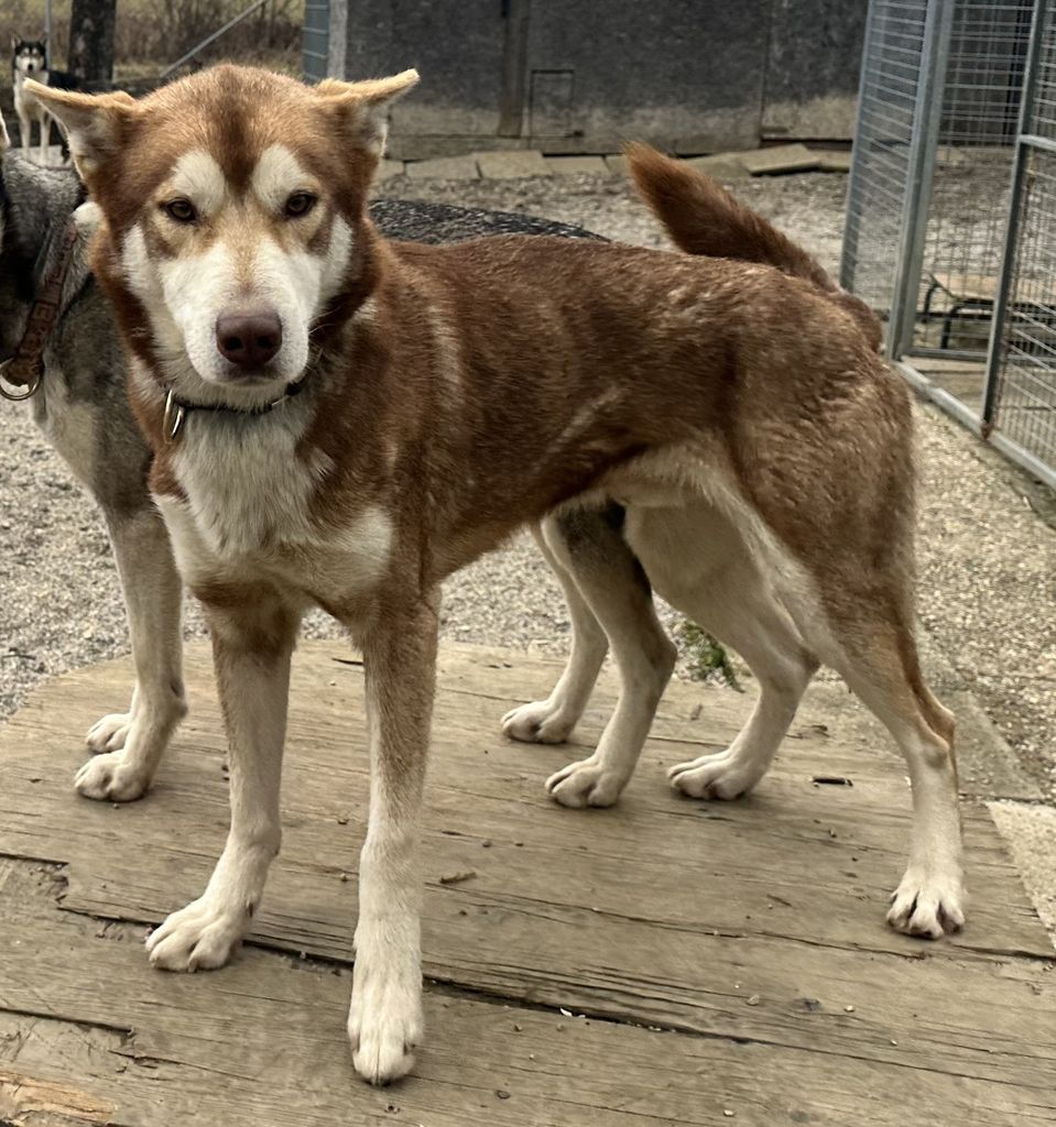 Photo of Eddy of Husky Auwinkel