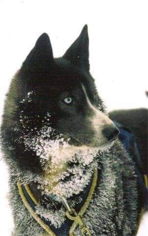 Photo of Sundance Of Velikaya