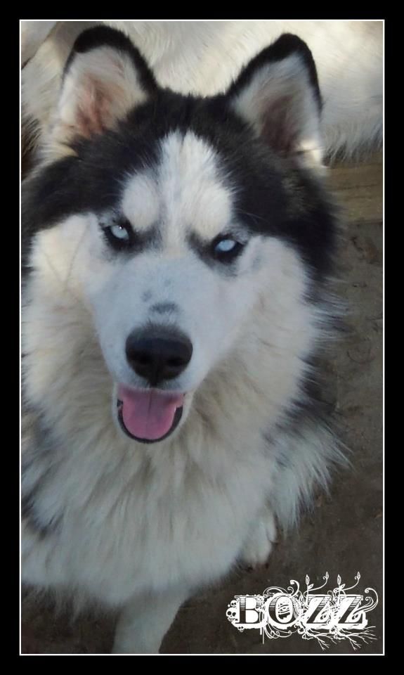 Photo of Bozz II