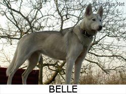 Photo of Run Before Beauty’s Belle
