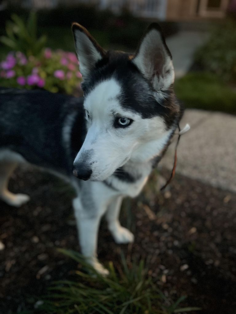 Photo of Domeks Luna