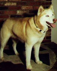 Photo of Cinnamin Of The Yukon Kiska