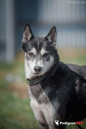 Photo of Rigel Chugach