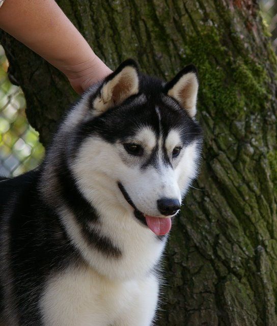 Photo of Dream Maker Of Silverlight
