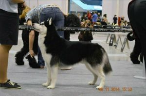 Photo of Husky Haven Love Me Siberia