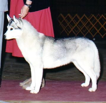 Photo of Bobkat’s Amazing Grace