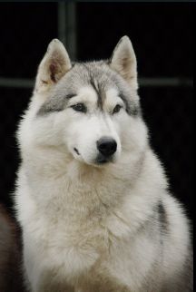 Photo of Karnovanda’s Amalia
