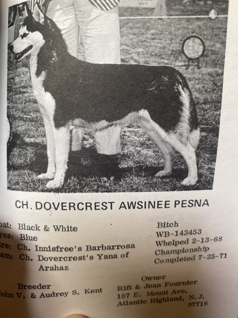 Photo of Dovercrest Awsinee Pesna
