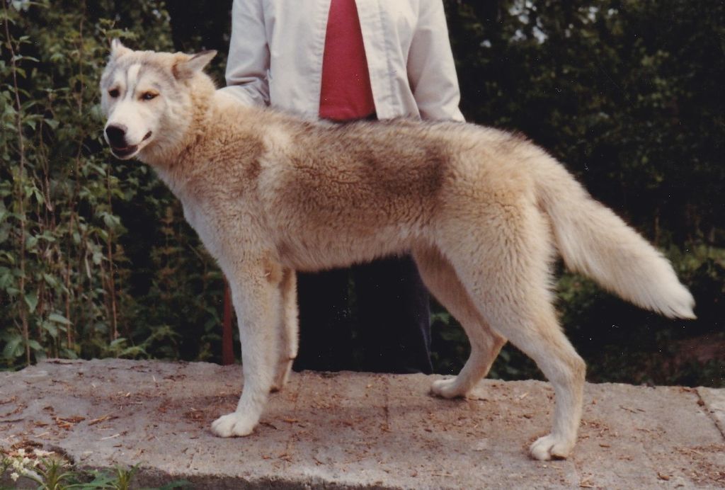 Photo of Roxy av Vargevass-A