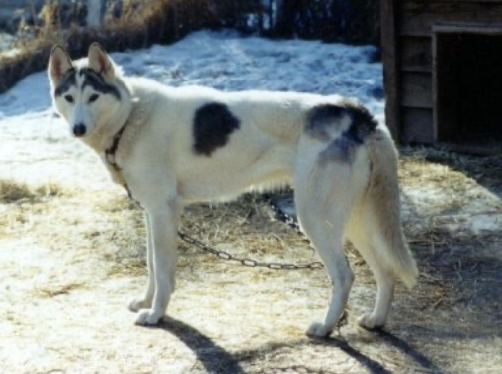 Photo of Alaskan’s Soldotna Of Anadyr