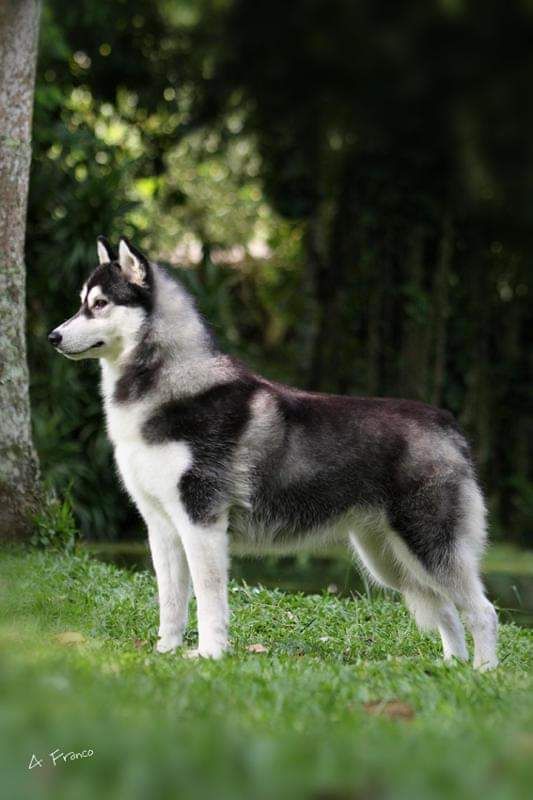 Photo of Verkoiansk’s Artic Princess Blaser