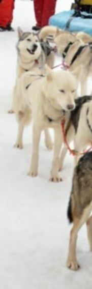 Photo of ANOKE Chugach