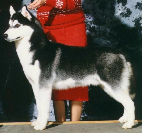 Photo of Barkarian’s Medicine Man