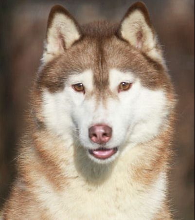 Photo of Kristaris Tequila Chaser