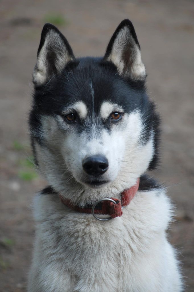 Photo of Arctictreks Diamante