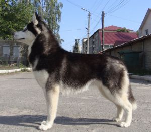 Photo of Rose of Nordic Winds Kattyval