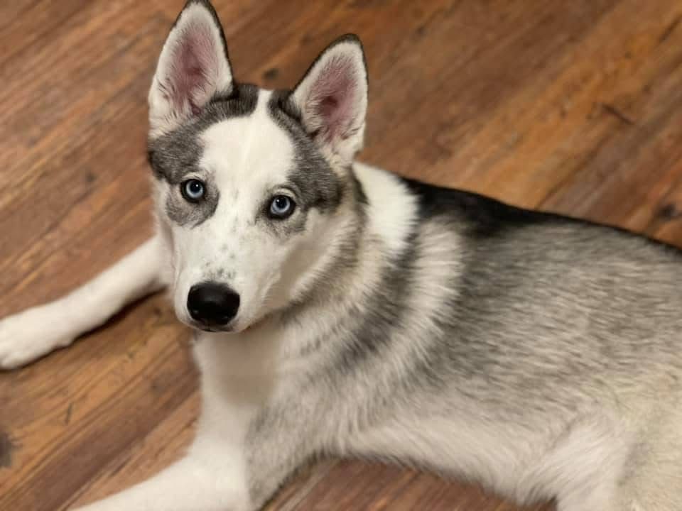 Photo of Tala: Marley's Ghost Of Zola