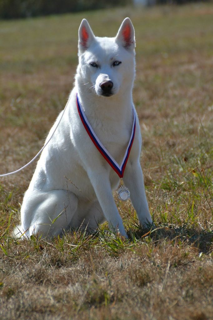 Photo of Liubov’s Galaxie De Niege