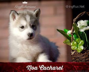 Photo of Graffsiberians Noa Cacharel