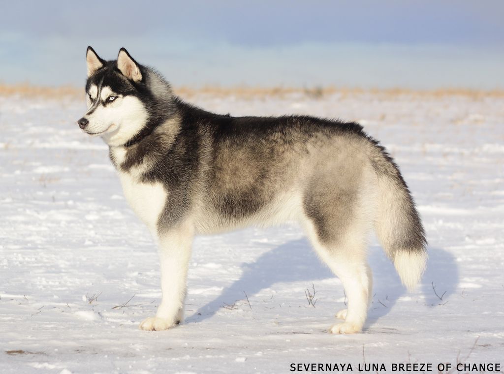 Photo of Severnaya luna Breeze of change