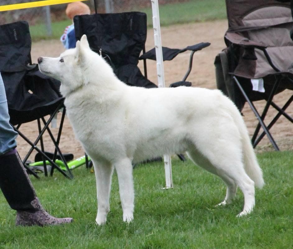 Photo of Barking Brooks Bodhi