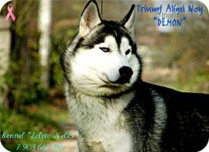 Photo of Triumf-Aligel Noy