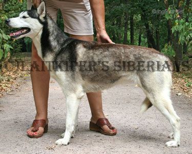 Photo of Laitkiper’s Aranel Arwen