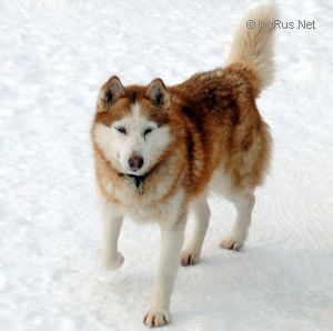 Photo of Gordost Koroley Ivarin