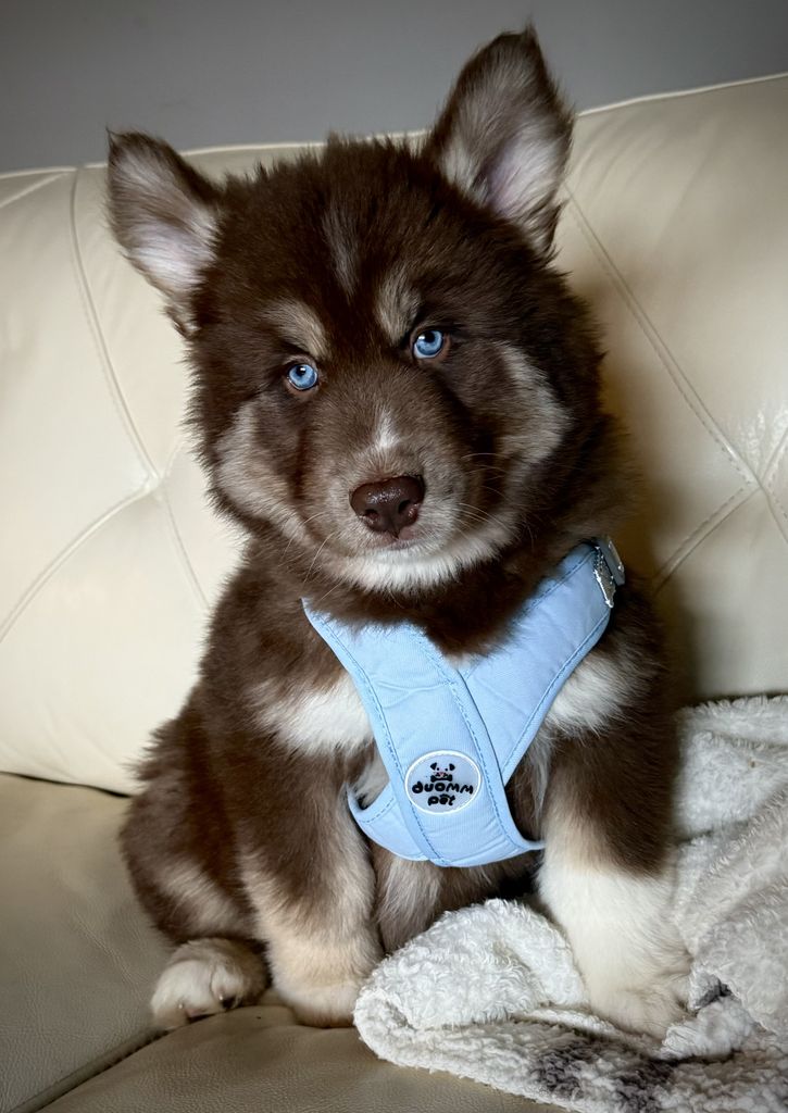 Photo of Prince Simba Lee