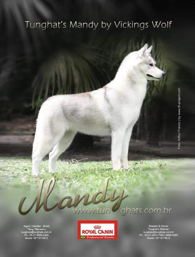 Photo of Tunghat’s Mandy By Viking’s Wolf