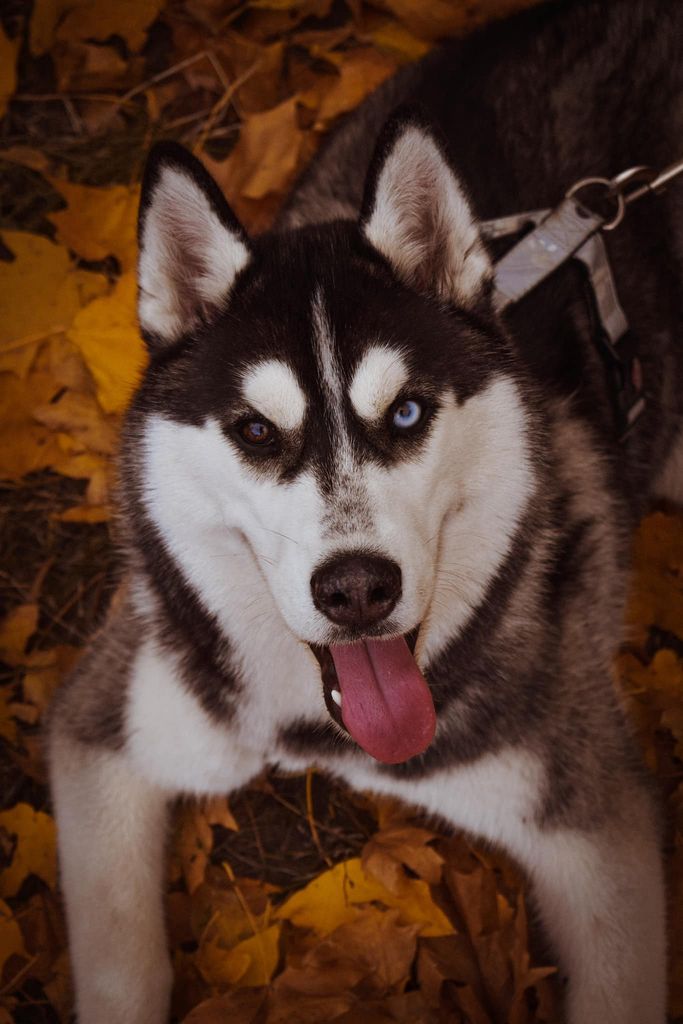 Photo of Wolf Leader Always On My Mind