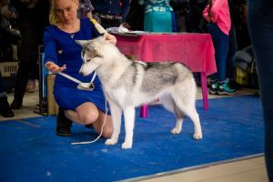Photo of Husky Haven Whitney Ariel